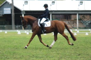 Raffles Dressage