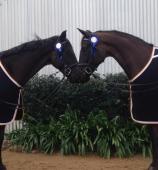 Bradgate Park Donovan with mother Bradgate Park Priscilla. 
