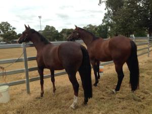 11017520_1612628055636191_8600262508315530766_n